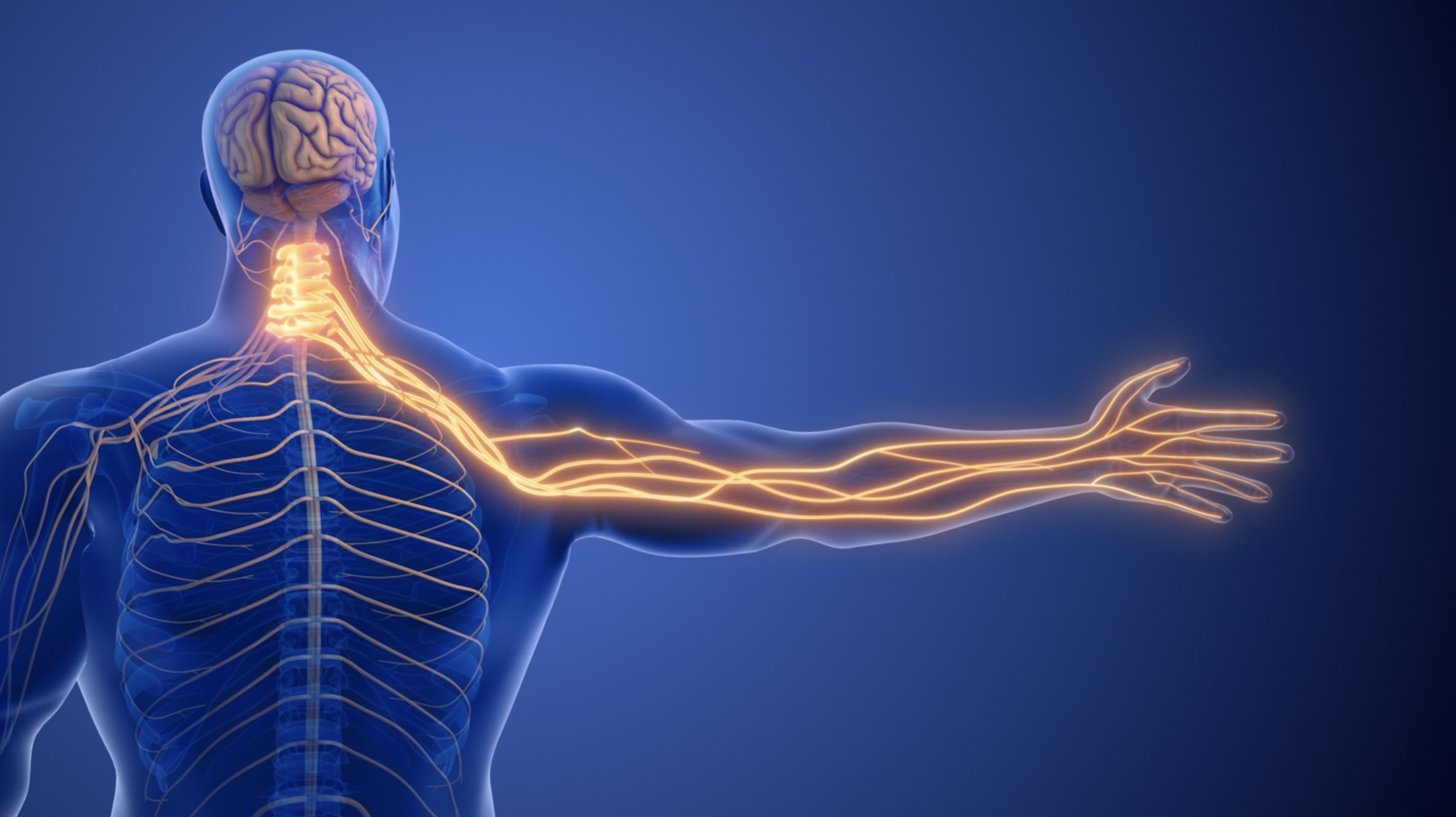 Qué es radiculopatía y sus diferentes grados - Vanecen